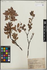 Foto von Salix lapponum L. x Salix myrtilloides L.